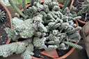 OPUNTIA CYLINDRICA CRESTATA.jpg